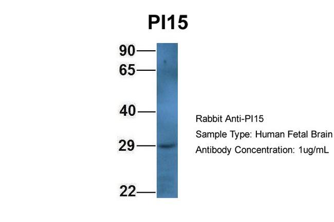 PI15 Antibody in Western Blot (WB)