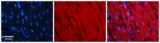 BAG6 Antibody in Immunohistochemistry (Paraffin) (IHC (P))