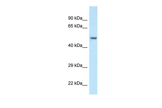 POLG2 Antibody in Western Blot (WB)