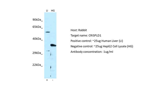 CRISPLD1 Antibody in Western Blot (WB)