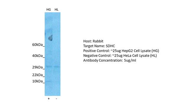 SDHC Antibody in Western Blot (WB)