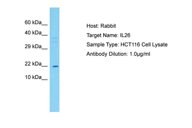 IL-26 Antibody in Western Blot (WB)