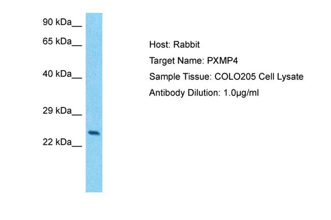 PXMP4 Antibody in Western Blot (WB)