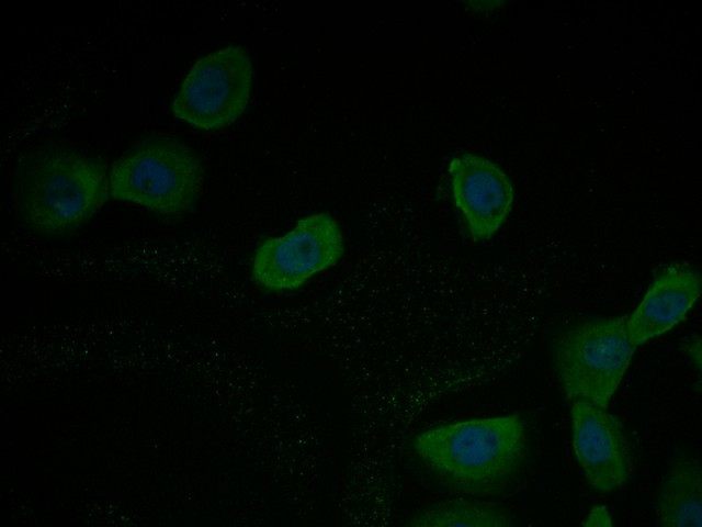TMEM163 Antibody in Immunocytochemistry (ICC/IF)