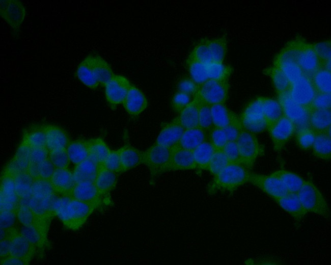 TMEM163 Antibody in Immunocytochemistry (ICC/IF)