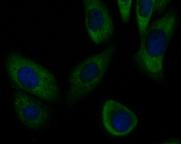 SLC8B1 Antibody in Immunocytochemistry (ICC/IF)