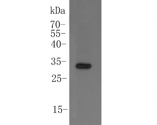 CCDC90A Antibody in Western Blot (WB)