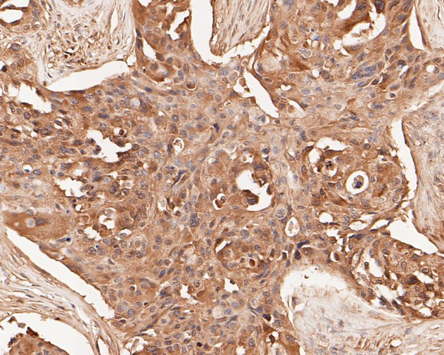 TMX4 Antibody in Immunohistochemistry (Paraffin) (IHC (P))