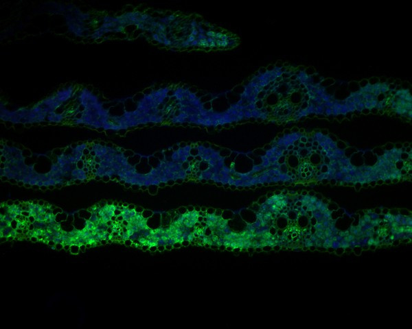 FMO Antibody in Immunohistochemistry (Paraffin) (IHC (P))
