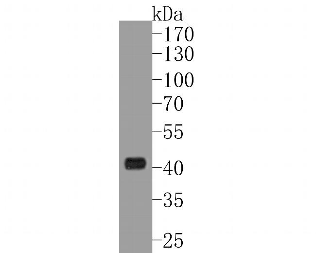 FMO Antibody in Western Blot (WB)
