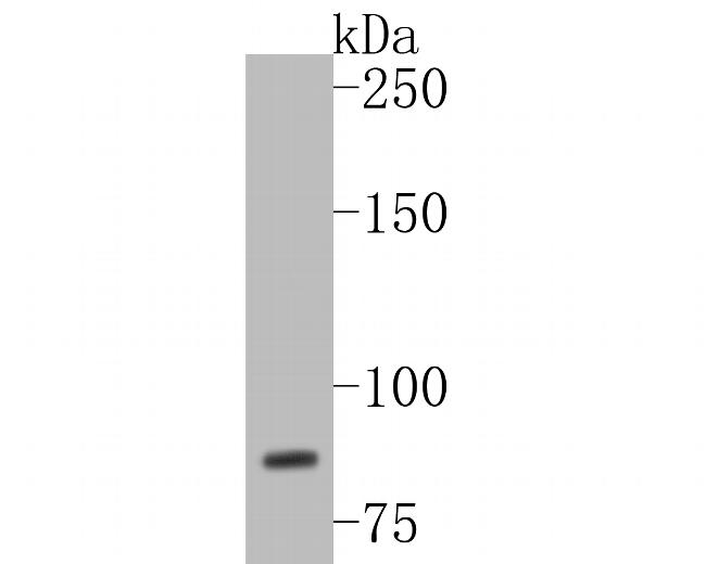 WDR70 Antibody in Western Blot (WB)