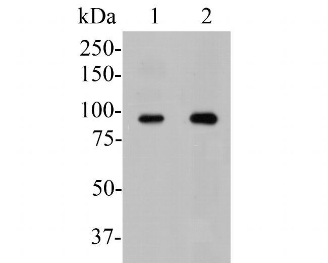 USP29 Antibody in Western Blot (WB)