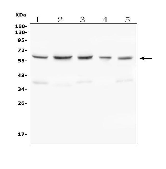 C9ORF72 Antibody in Western Blot (WB)