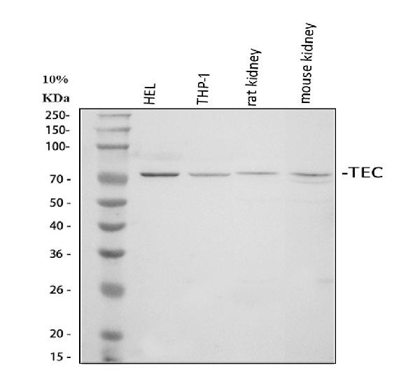 Tec Antibody in Western Blot (WB)