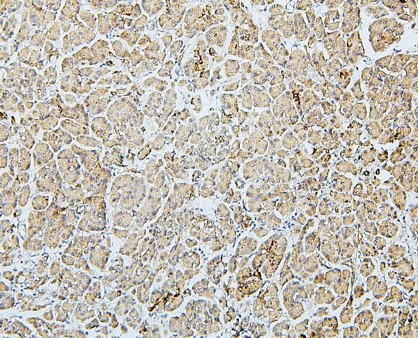 MTR Antibody in Immunohistochemistry (Paraffin) (IHC (P))