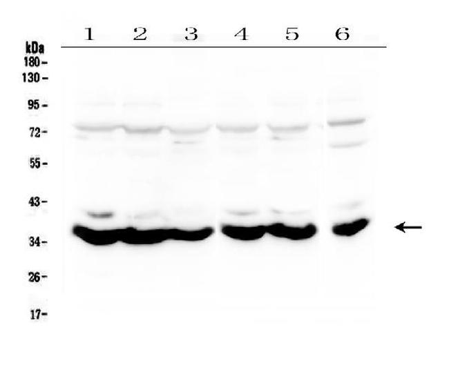 MT-ND4 Antibody in Western Blot (WB)