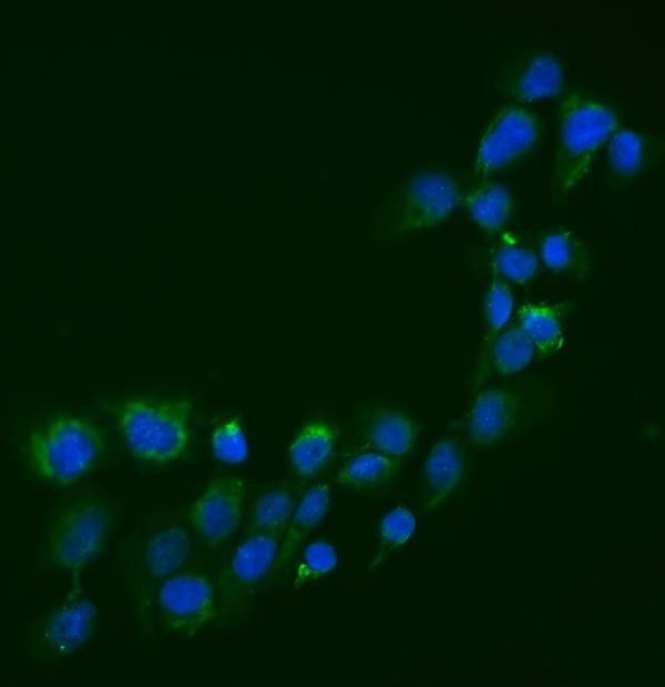 SEMA3B Antibody in Immunocytochemistry (ICC/IF)