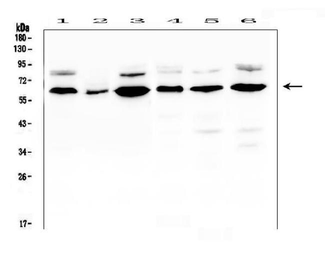 EGFL6 Antibody in Western Blot (WB)