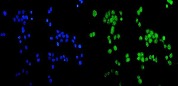 CCDC36 Antibody in Immunocytochemistry (ICC/IF)