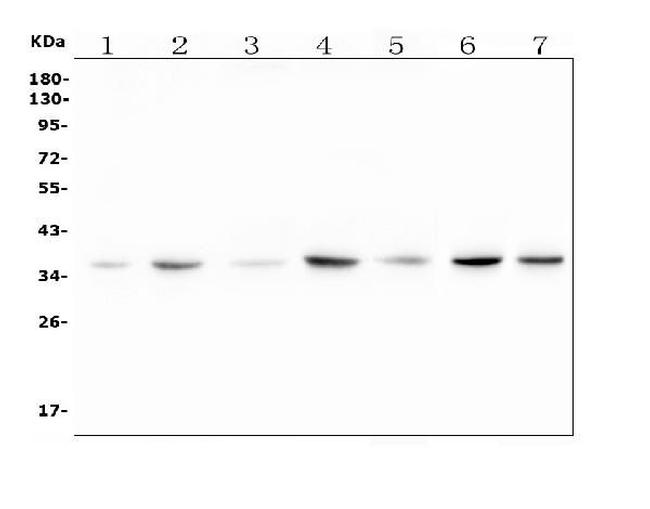 C22orf29 Antibody in Western Blot (WB)