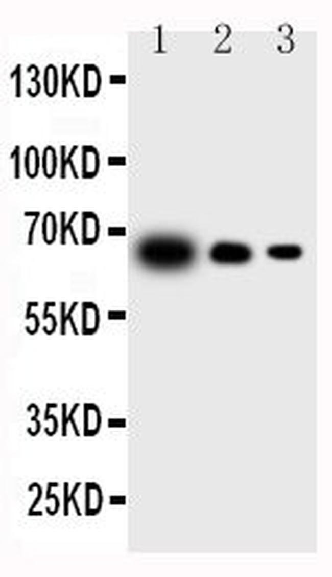 IL-23 p19 Antibody in Western Blot (WB)