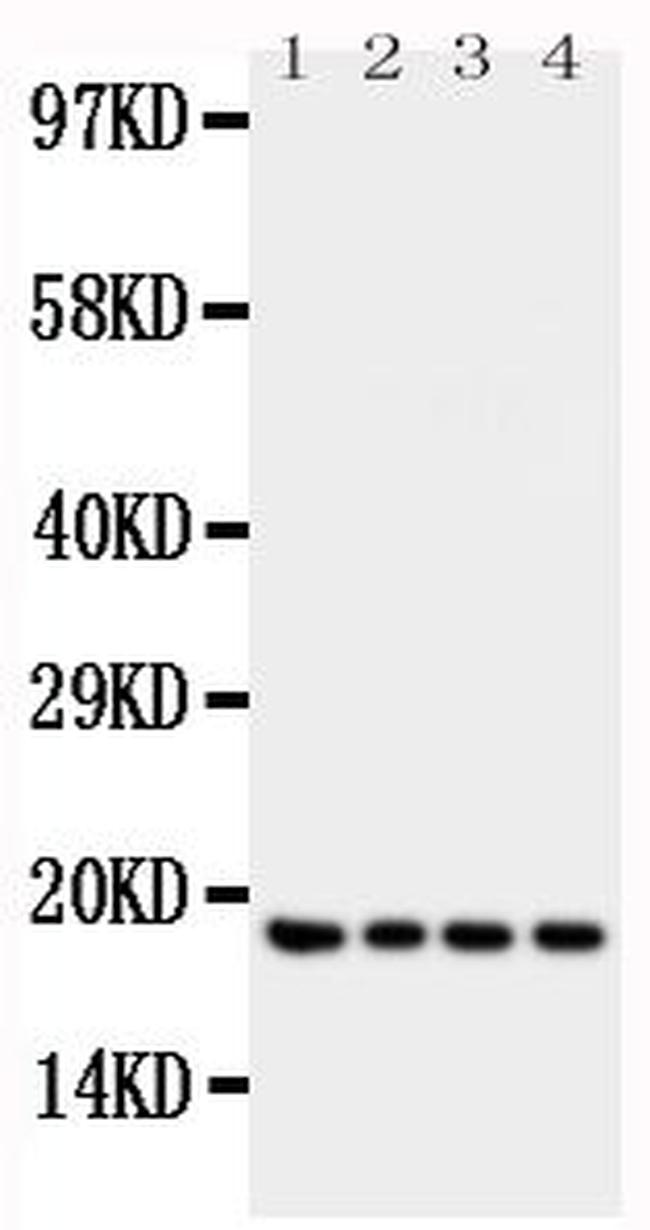 IFNG Antibody in Western Blot (WB)