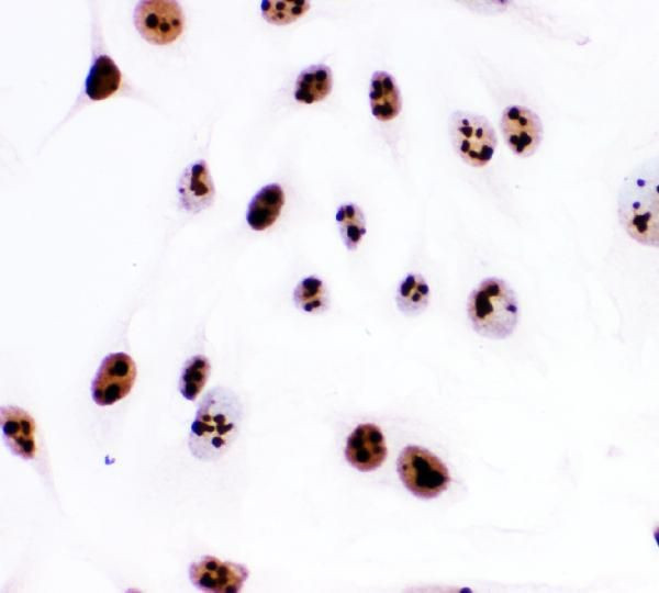 Ki67 Antibody in Immunocytochemistry (ICC/IF)