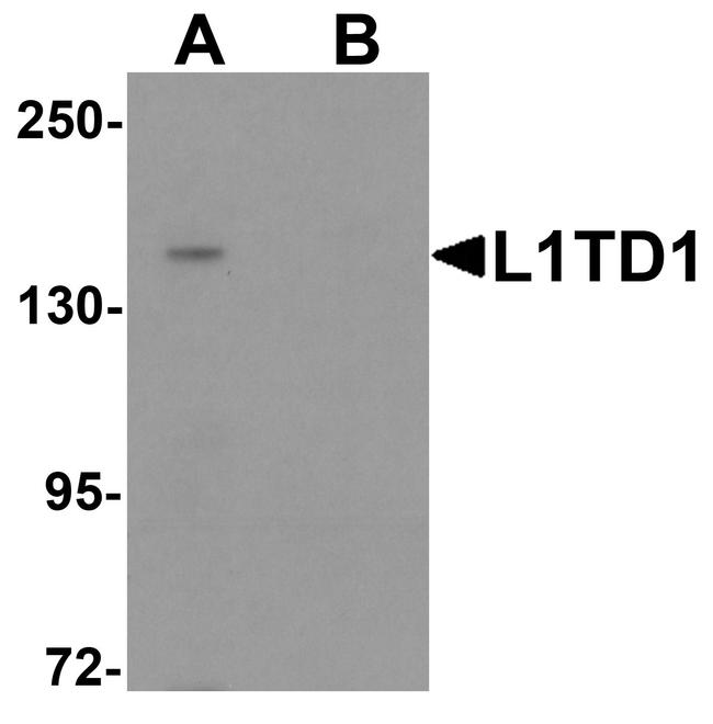 L1TD1 Antibody in Western Blot (WB)