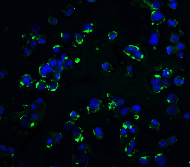 KIR2DS2 Antibody in Immunocytochemistry (ICC/IF)