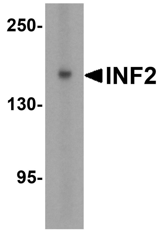 INF2 Antibody in Western Blot (WB)