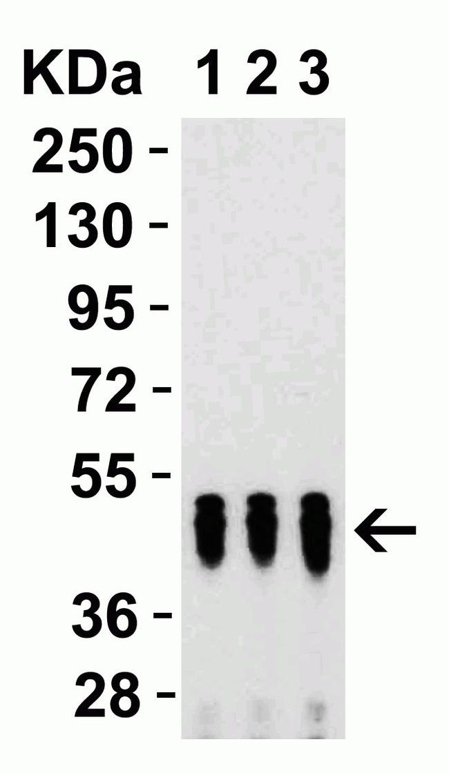 SARS-CoV-2 Nucleocapsid Antibody in Western Blot (WB)