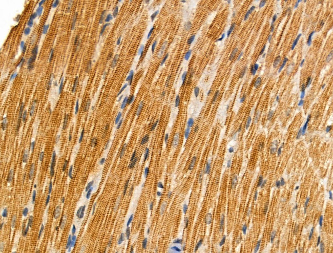 Phospho-BID (Ser78) Antibody in Immunohistochemistry (Paraffin) (IHC (P))