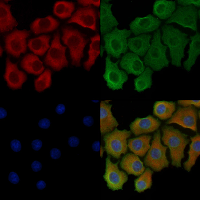 Phospho-COX4 (Ser58) Antibody in Immunocytochemistry (ICC/IF)