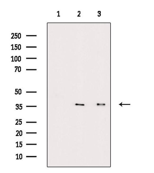 Phospho-FAS (CD95) (Tyr291) Antibody in Western Blot (WB)