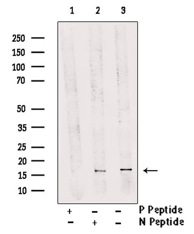 Phospho-FUNDC1 (Ser17) Antibody in Western Blot (WB)