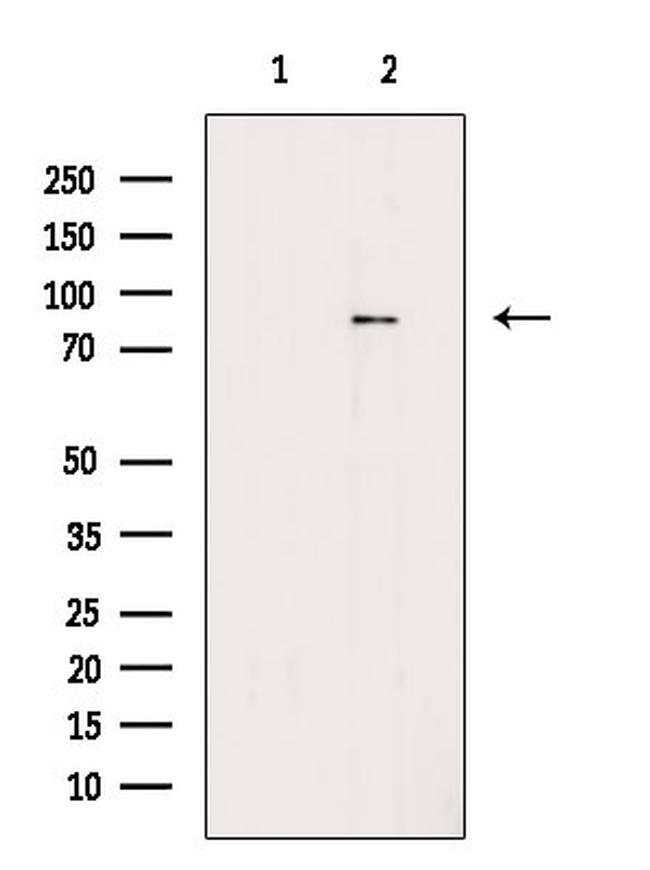 Phospho-LETM1 (Thr192) Antibody in Western Blot (WB)