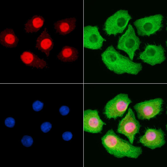 Phospho-MCM2 (Ser41) Antibody in Immunocytochemistry (ICC/IF)