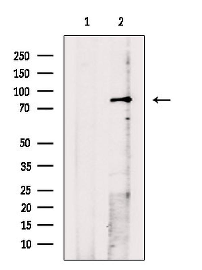 Phospho-MSP (Thr353) Antibody in Western Blot (WB)
