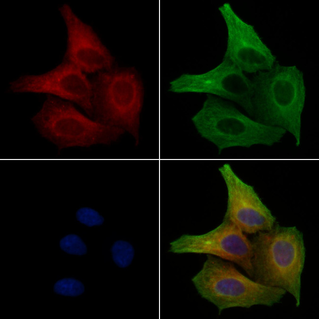Phospho-Tau (Ser673) Antibody in Immunocytochemistry (ICC/IF)