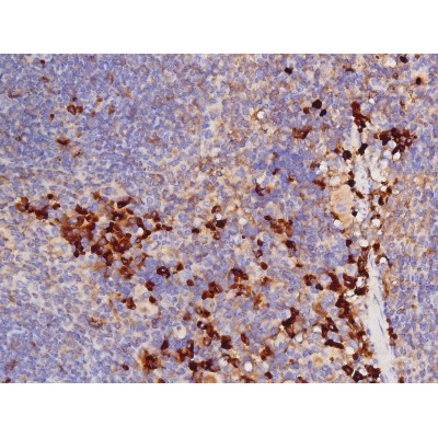 Phospho-Tau (Thr529) Antibody in Immunohistochemistry (Paraffin) (IHC (P))
