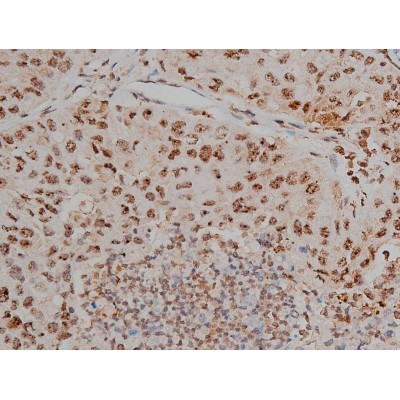 Phospho-Tau (Thr548) Antibody in Immunohistochemistry (Paraffin) (IHC (P))