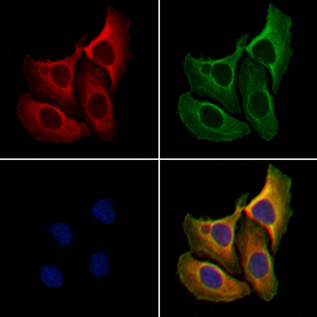 Caspase 9 (Cleaved Asp315) Antibody in Immunocytochemistry (ICC/IF)