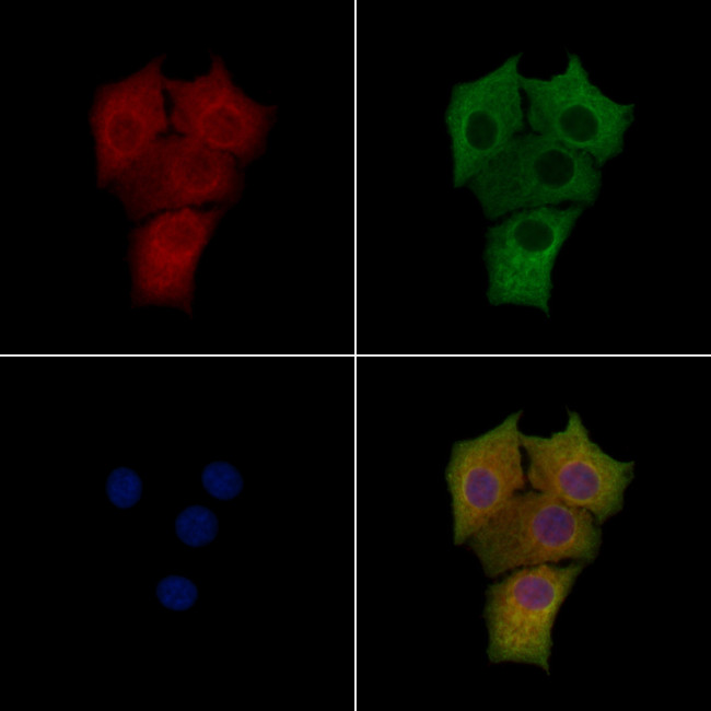 MIP-3 alpha Antibody in Immunocytochemistry (ICC/IF)