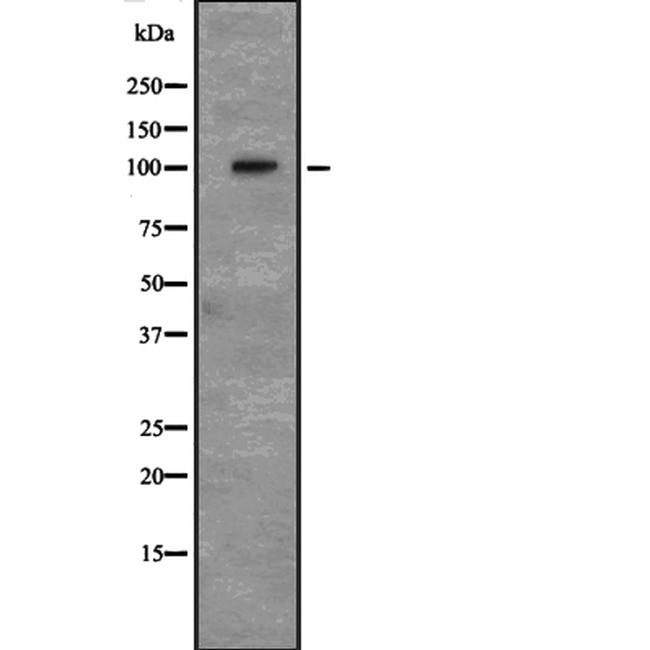 CD166 Antibody in Western Blot (WB)