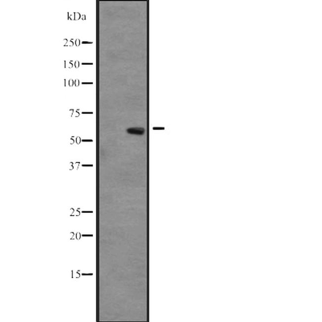 CLK3 Antibody in Western Blot (WB)
