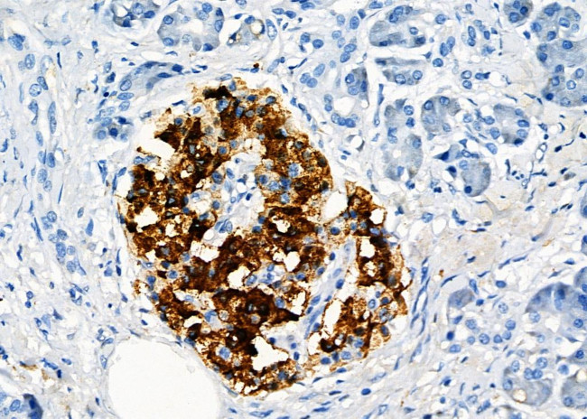 GPR162 Antibody in Immunohistochemistry (Paraffin) (IHC (P))