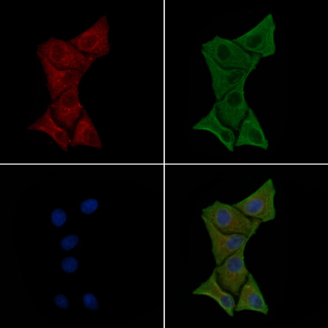 ITGA2 Antibody in Immunocytochemistry (ICC/IF)