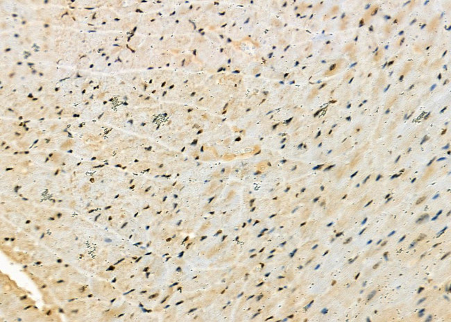 MIXL1 Antibody in Immunohistochemistry (Paraffin) (IHC (P))