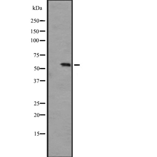 PCTAIRE3 Antibody in Western Blot (WB)
