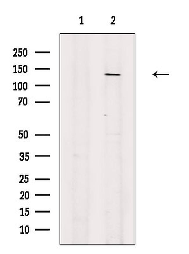 PIK3CD Antibody in Western Blot (WB)